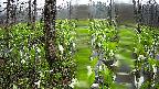 mizubasho1-20250420065015.jpg