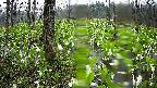 mizubasho1-20250420070014.jpg