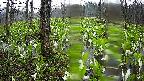 mizubasho1-20250420071015.jpg
