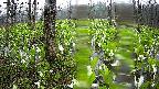 mizubasho1-20250420072015.jpg