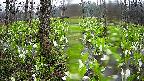 mizubasho1-20250420080015.jpg