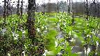 mizubasho1-20250420110016.jpg