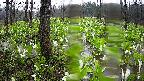 mizubasho1-20250420111016.jpg