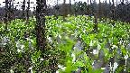 mizubasho1-20250420143016.jpg