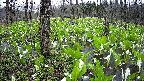 mizubasho1-20250421070015.jpg