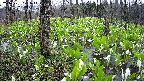 mizubasho1-20250421074019.jpg