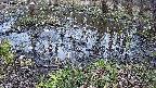 mizubasho2-20240404134034.jpg