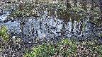 mizubasho2-20240404142033.jpg