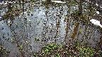 mizubasho2-20250403141031.jpg