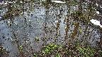 mizubasho2-20250403153031.jpg