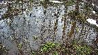 mizubasho2-20250403154032.jpg
