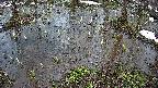 mizubasho2-20250403164027.jpg