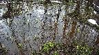 mizubasho2-20250404065030.jpg