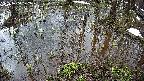 mizubasho2-20250404072030.jpg