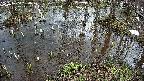 mizubasho2-20250404134029.jpg