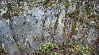 mizubasho2-20250405061028.jpg