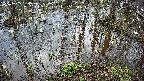 mizubasho2-20250405064030.jpg