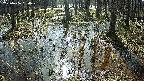 mizubasho2-20250406090030.jpg
