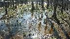 mizubasho2-20250406092028.jpg