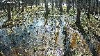 mizubasho2-20250406093029.jpg