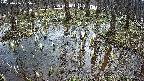 mizubasho2-20250406105028.jpg