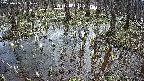 mizubasho2-20250406111030.jpg