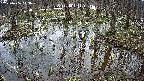 mizubasho2-20250406113029.jpg