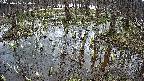 mizubasho2-20250406120028.jpg
