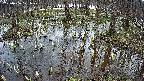 mizubasho2-20250406121029.jpg