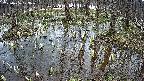 mizubasho2-20250406123030.jpg