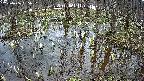 mizubasho2-20250406135033.jpg