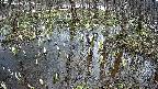 mizubasho2-20250406142029.jpg