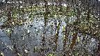 mizubasho2-20250406143030.jpg