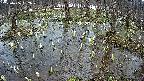 mizubasho2-20250406152028.jpg