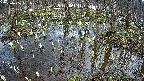 mizubasho2-20250406161035.jpg