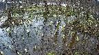 mizubasho2-20250406163030.jpg
