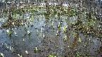 mizubasho2-20250406164031.jpg