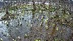 mizubasho2-20250406170029.jpg