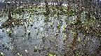 mizubasho2-20250406171029.jpg