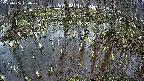 mizubasho2-20250406180029.jpg