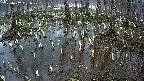 mizubasho2-20250407051029.jpg
