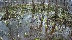 mizubasho2-20250407055030.jpg