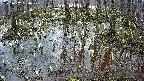 mizubasho2-20250407060030.jpg