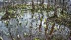 mizubasho2-20250407061030.jpg
