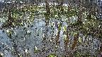 mizubasho2-20250407063030.jpg