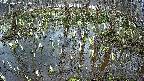 mizubasho2-20250407064028.jpg