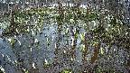 mizubasho2-20250407065030.jpg