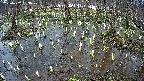 mizubasho2-20250407093029.jpg