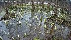 mizubasho2-20250407094030.jpg