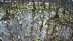 mizubasho2-20250407095028.jpg
